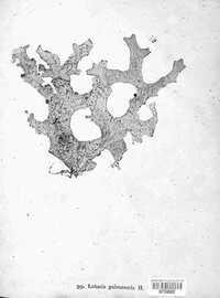 Lobaria pulmonaria image